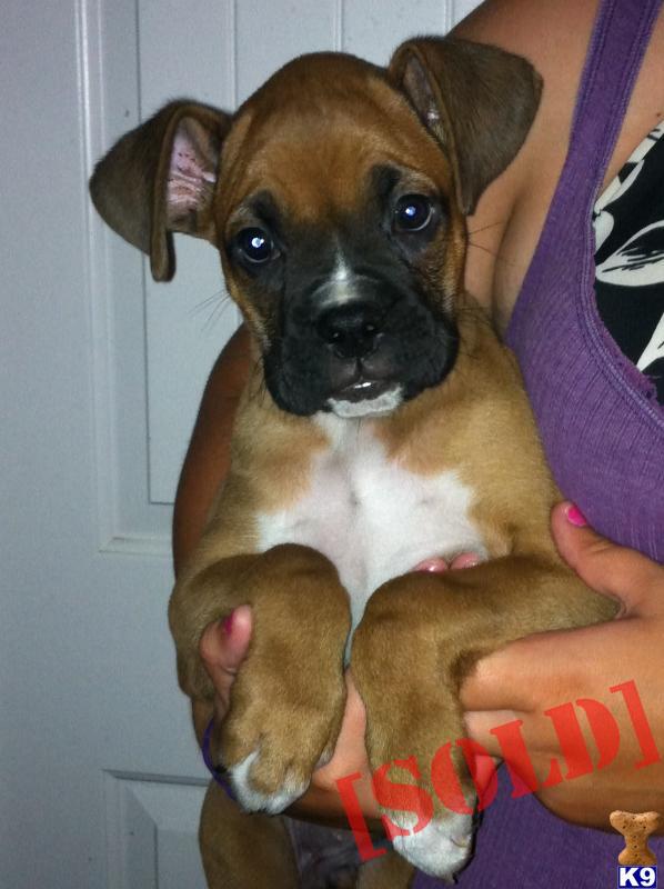 boxer puppies AKC reg.